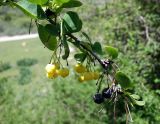 Berberis sphaerocarpa