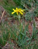 Scorzonera austriaca