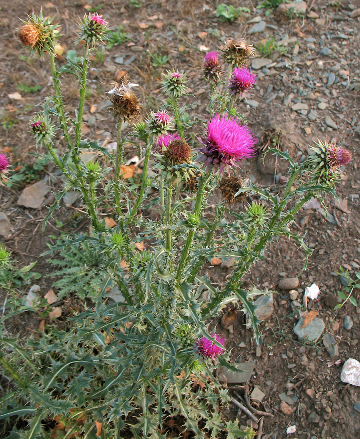 Image of Carduus thoermeri specimen.