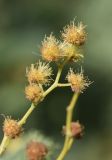 Acacia dealbata