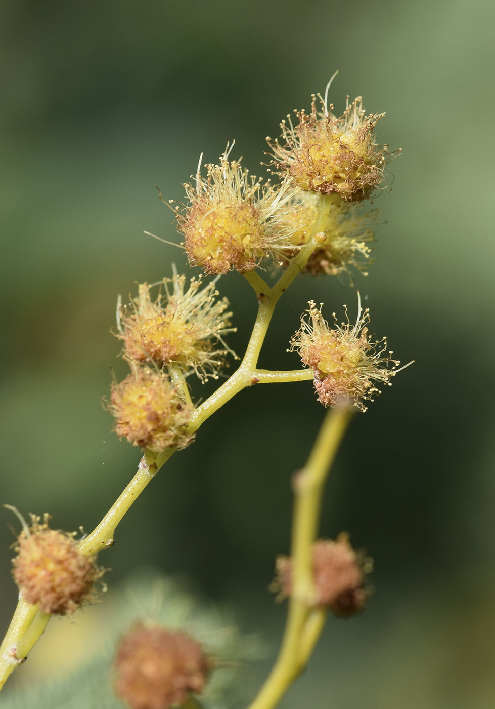 Изображение особи Acacia dealbata.