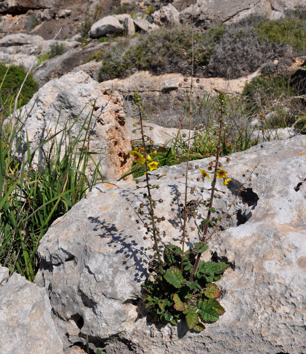 Изображение особи Verbascum levanticum.