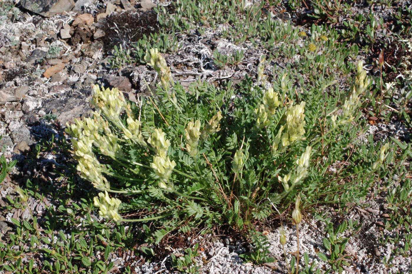 Изображение особи Oxytropis maydelliana.