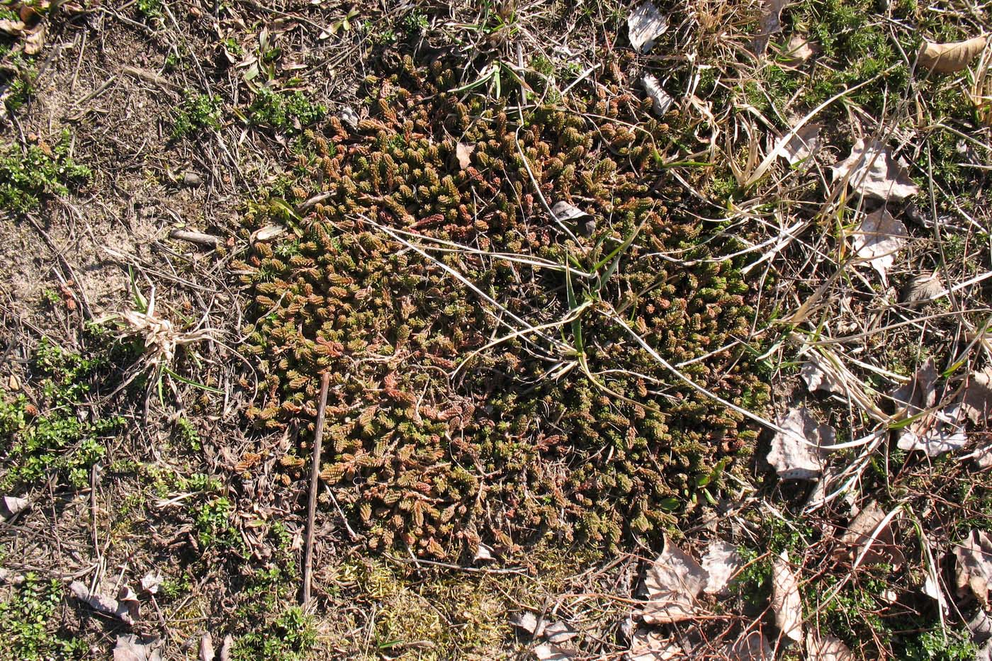 Image of Sedum sexangulare specimen.