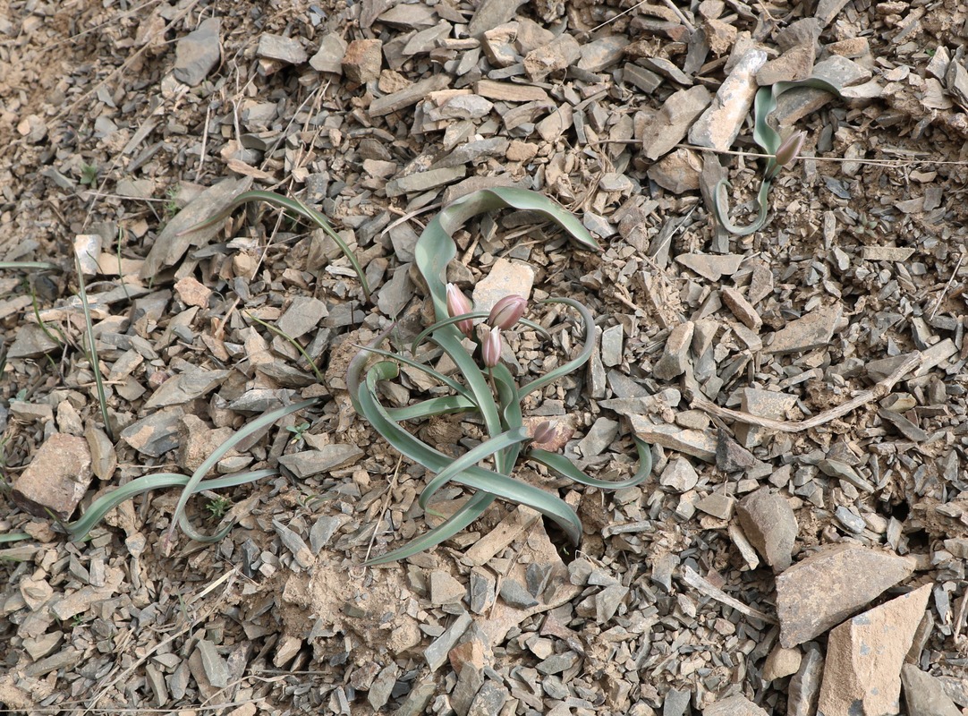 Image of Tulipa biflora specimen.