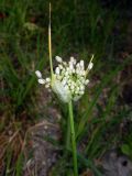 Allium pallens ssp. coppoleri