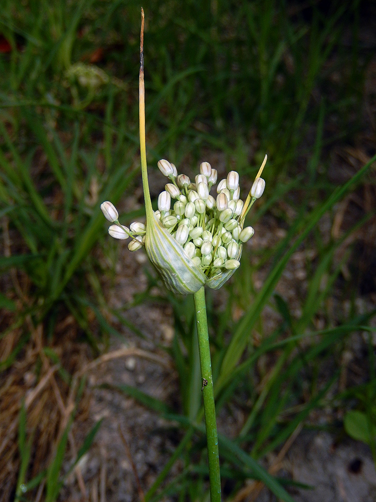 Изображение особи Allium pallens ssp. coppoleri.