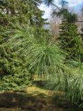 Pinus × schwerinii