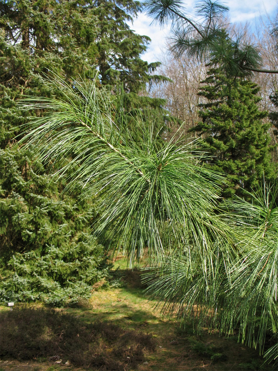 Изображение особи Pinus × schwerinii.