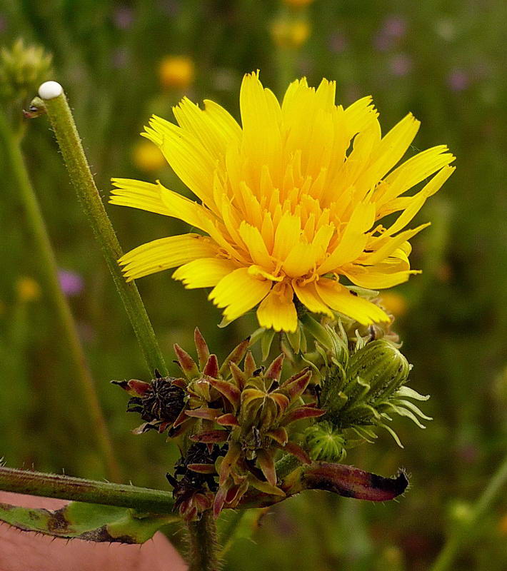 Image of Picris hieracioides specimen.