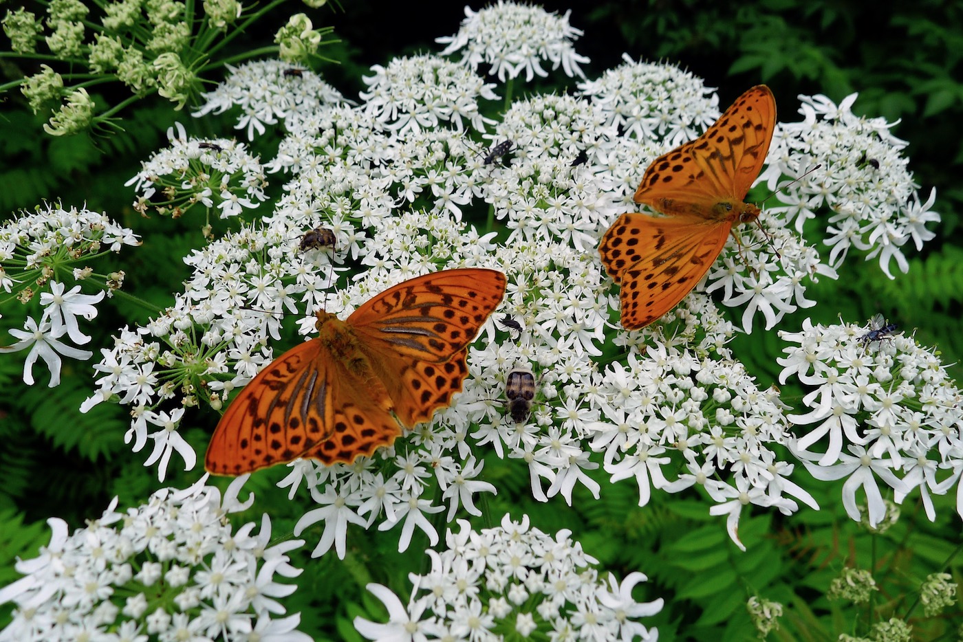 Изображение особи Heracleum lanatum.