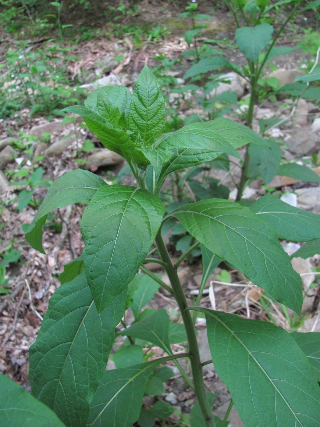 Image of Atropa caucasica specimen.