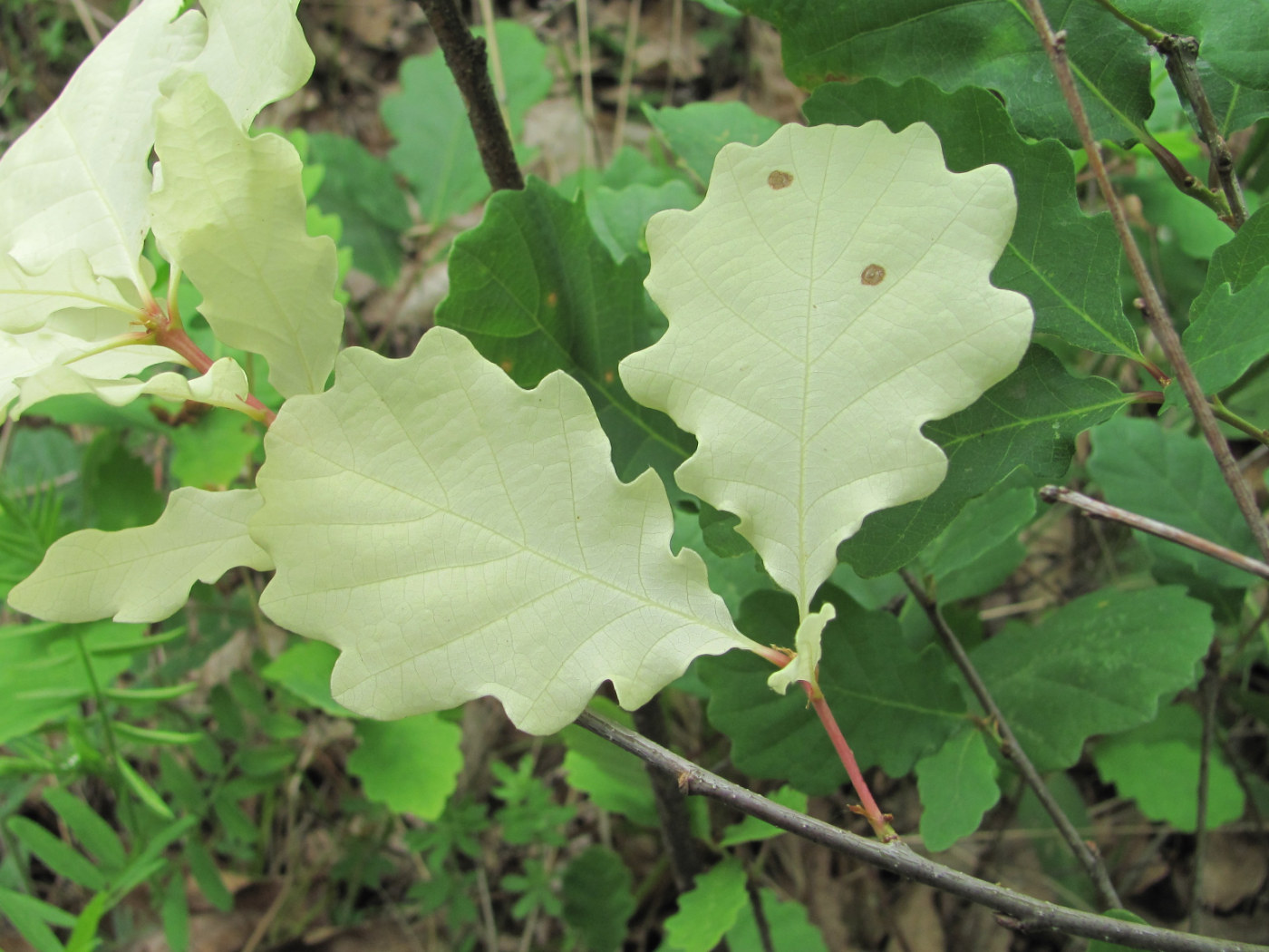 Изображение особи Quercus petraea.