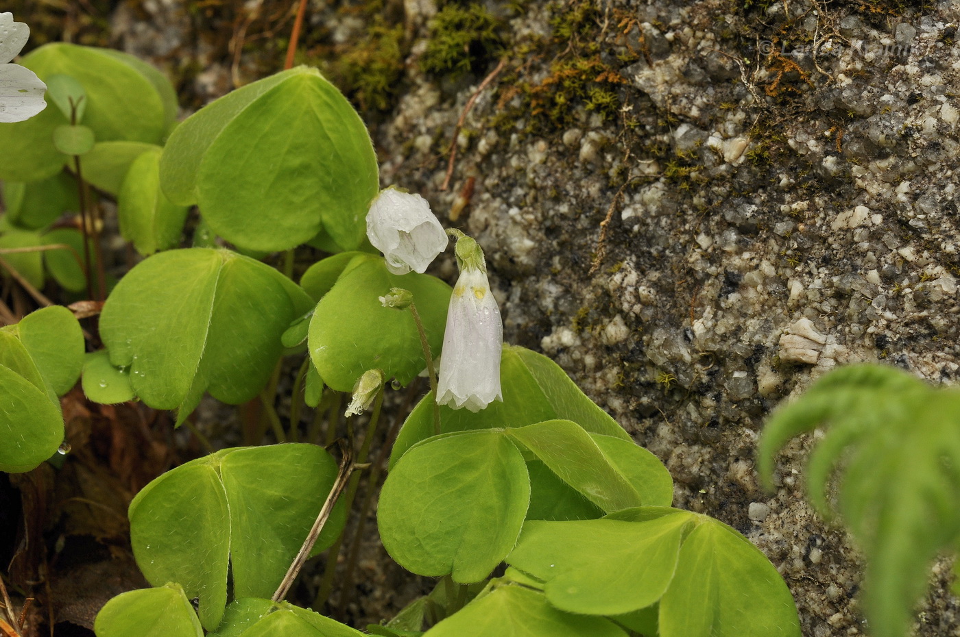 Image of Oxalis acetosella specimen.