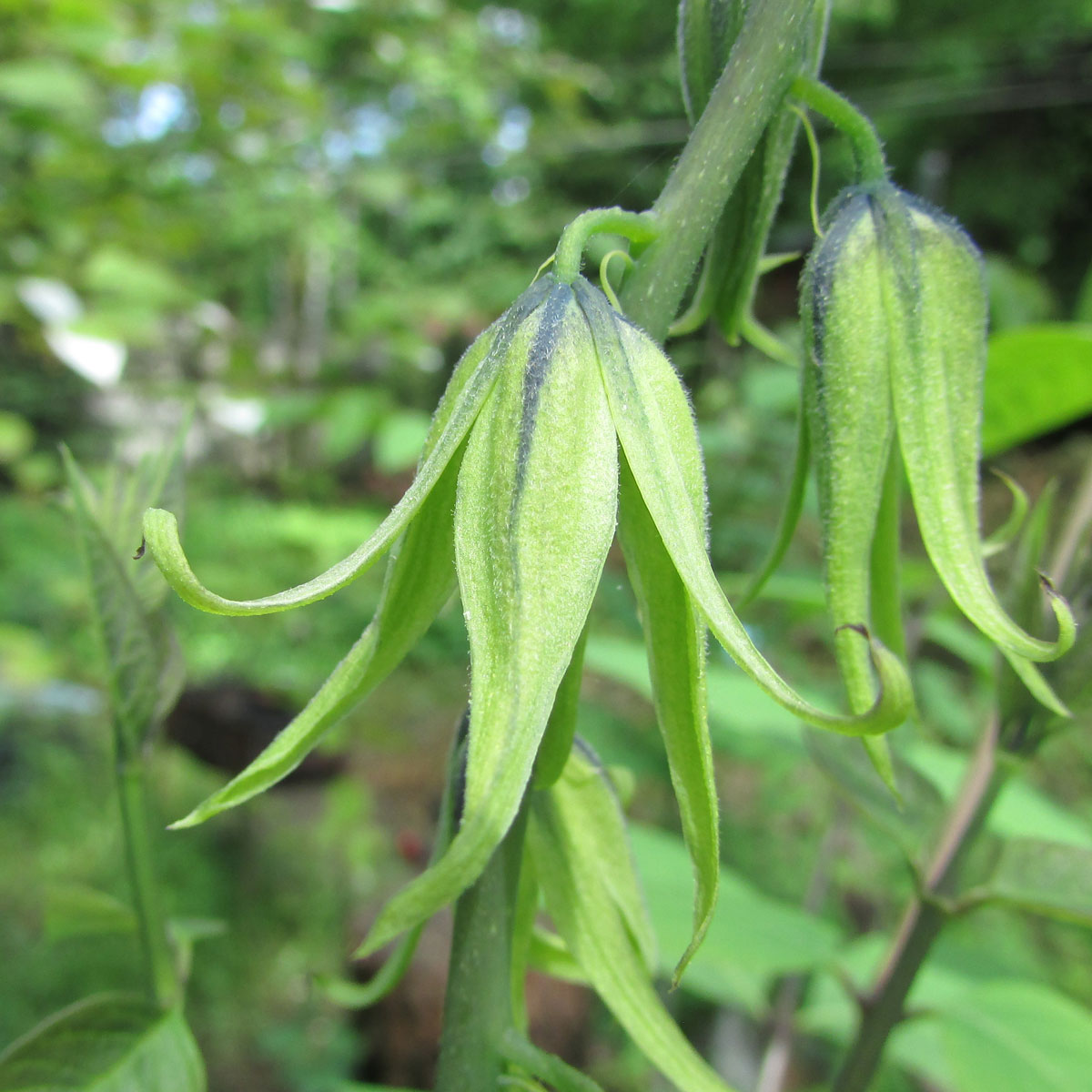 Image of Decaisnea insignis specimen.