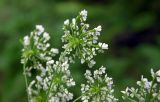 Chaerophyllum temulum