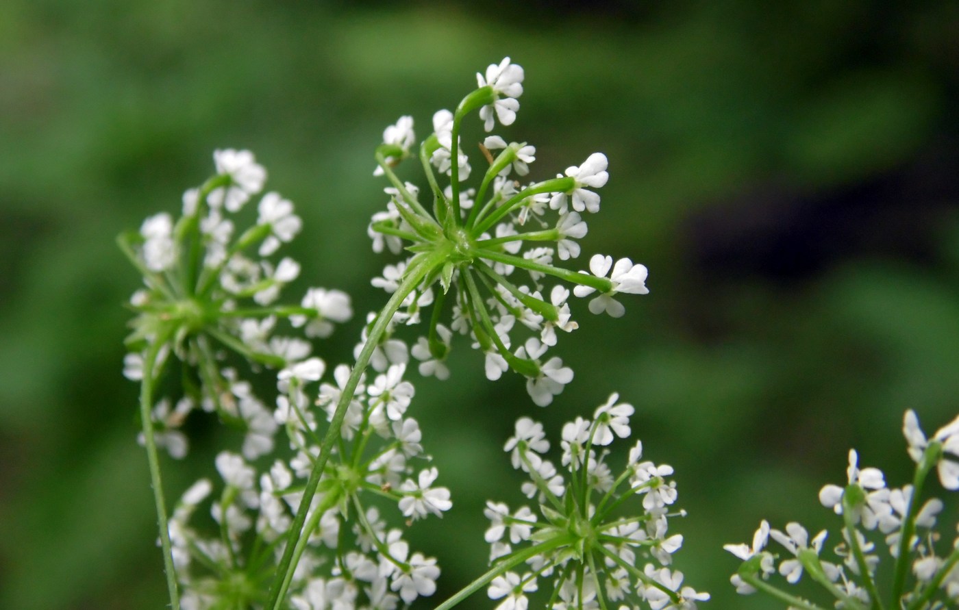 Image of Chaerophyllum temulum specimen.