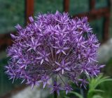 род Allium