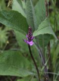 Dactylorhiza fuchsii. Верхушка расцветающего растения. Калужская обл., Боровский р-н, окр. Чёлоховского ручья, смешанный лес, просека для линии электро передач, которую прорубили 5 лет назад. 13 июня 2020 г.