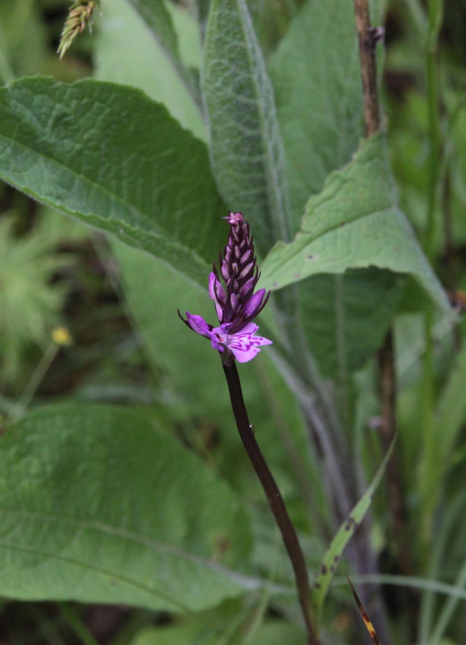 Изображение особи Dactylorhiza fuchsii.