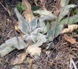 Lychnis coronaria