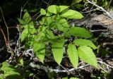 Aruncus sylvestris