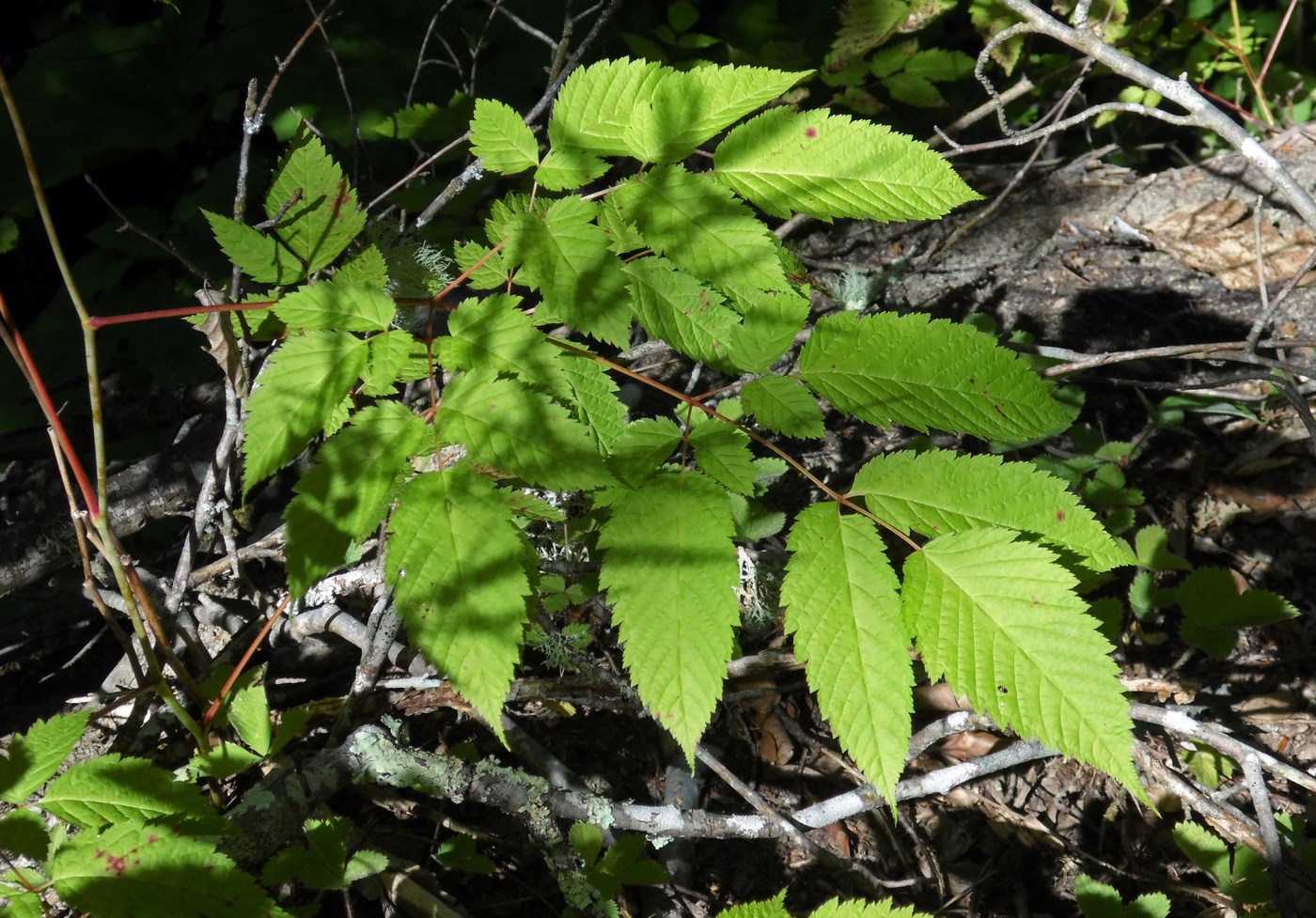 Изображение особи Aruncus sylvestris.