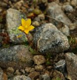 Saxifraga flagellaris. Цветок. Карачаево-Черкесия, окр. Теберды, верховье р. Муха, каменистый склон. 02.09.2019.