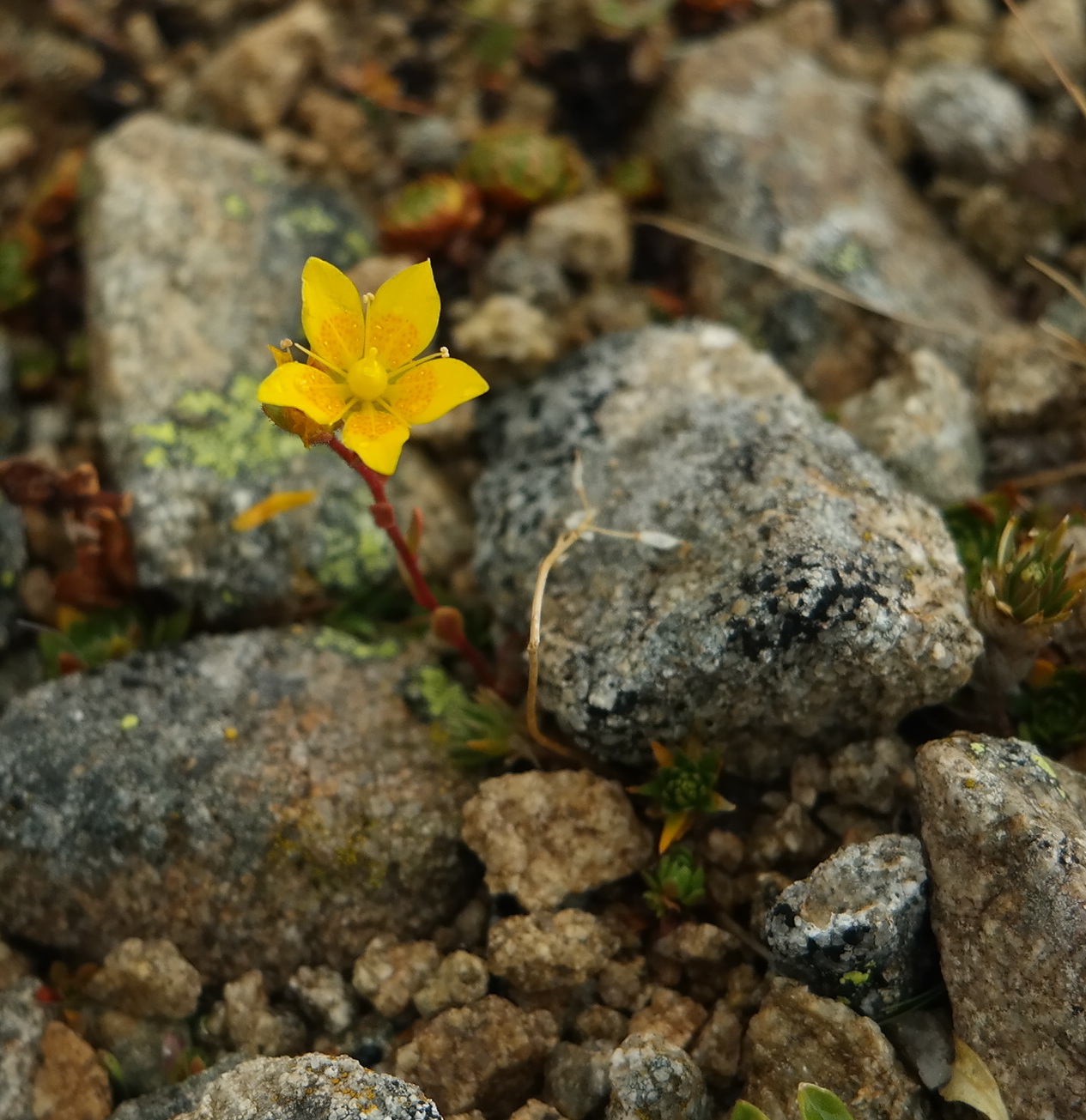 Изображение особи Saxifraga flagellaris.