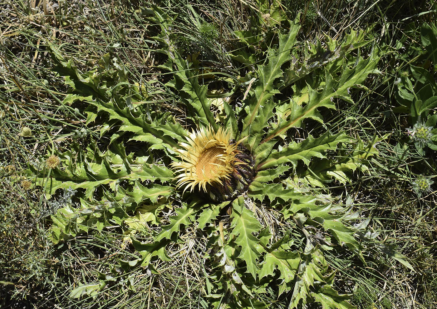 Изображение особи Carlina acanthifolia ssp. cynara.