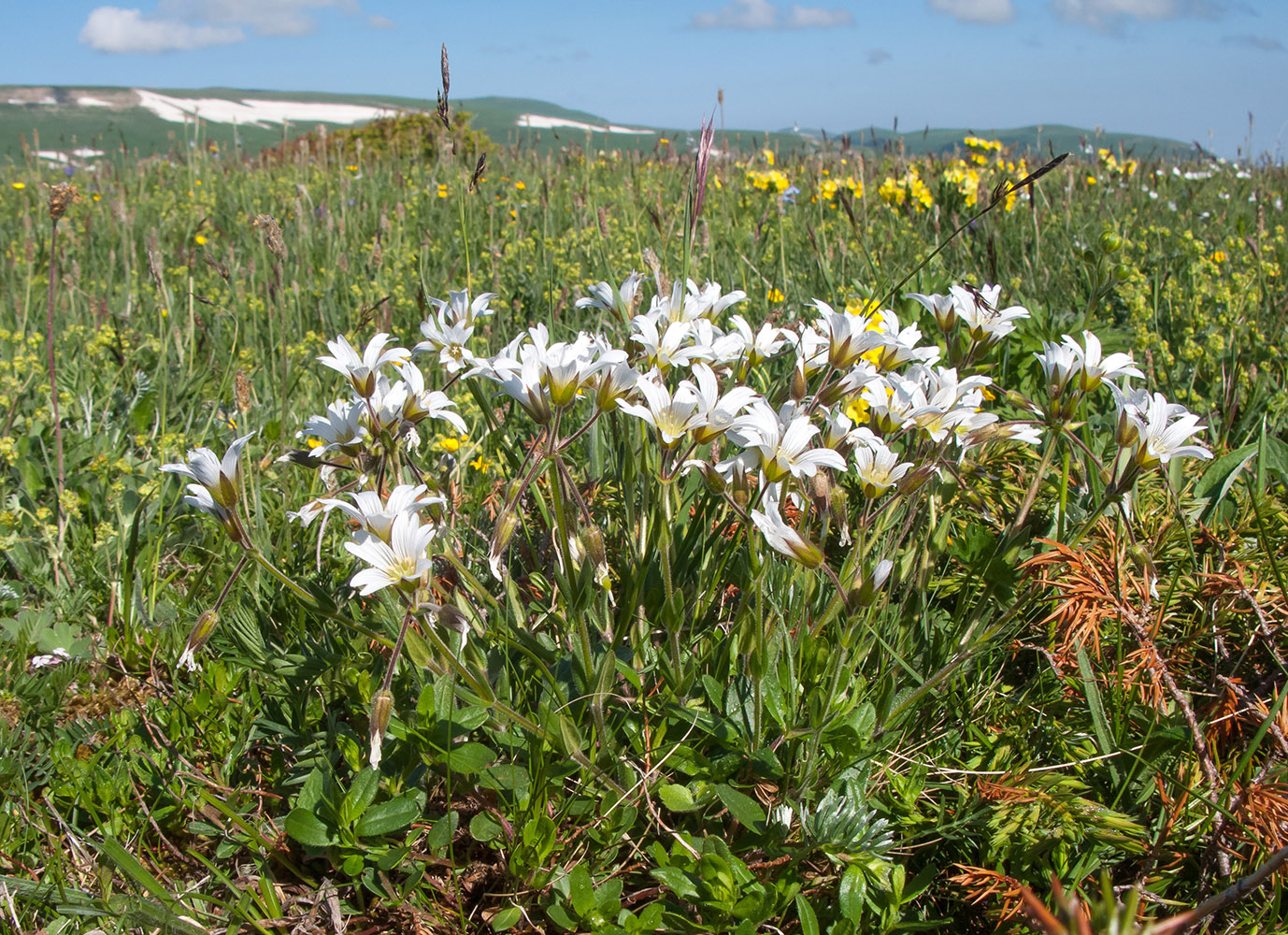 Image of Cerastium purpurascens specimen.