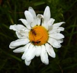 Leucanthemum vulgare. Соцветие с деформированными лепестками и кормящимися жуками-усачами. Подмосковье, окр. г. Одинцово, разнотравный луг. Июль 2020 г.