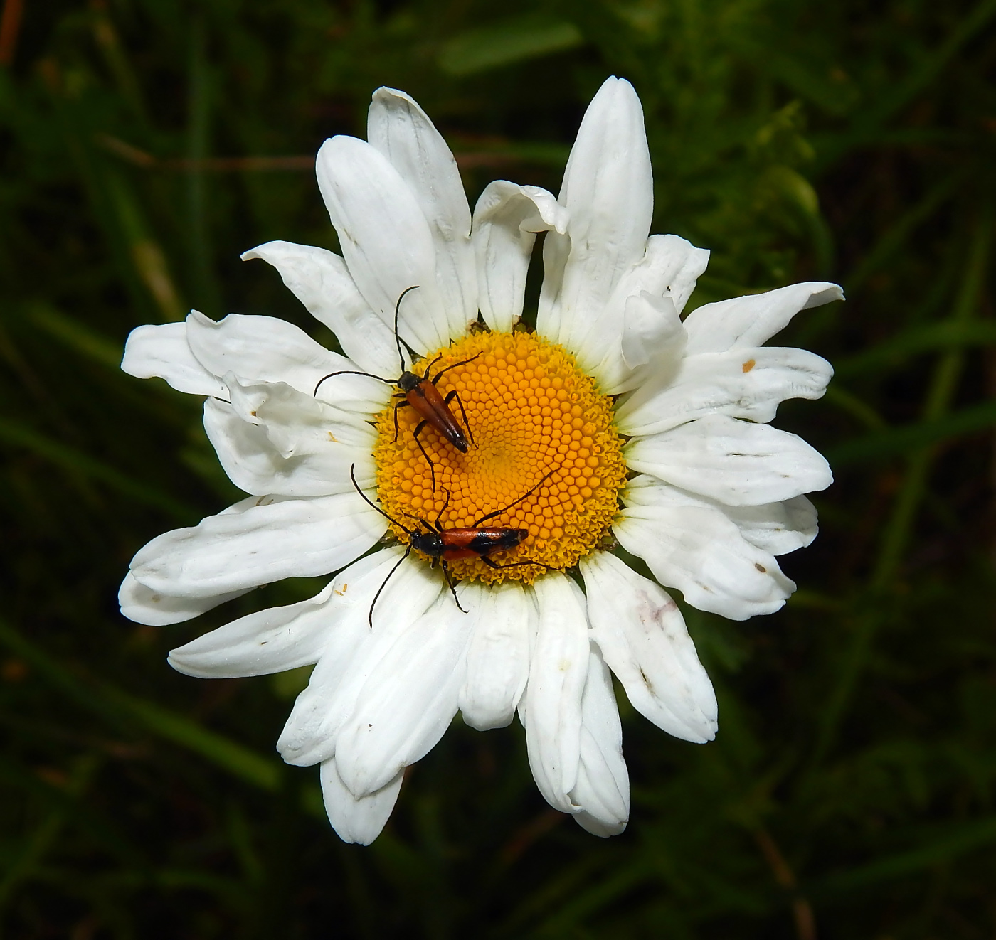 Изображение особи Leucanthemum vulgare.