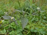 Solanum nigrum