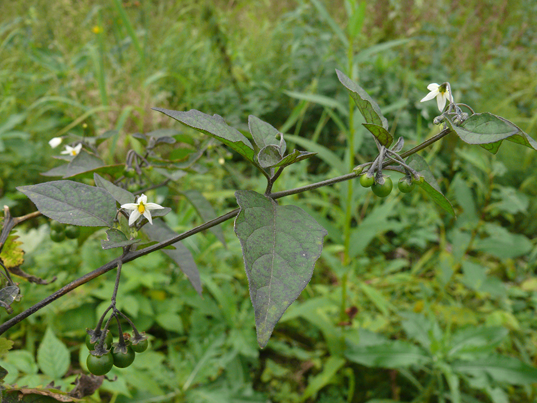 Image of Solanum nigrum specimen.