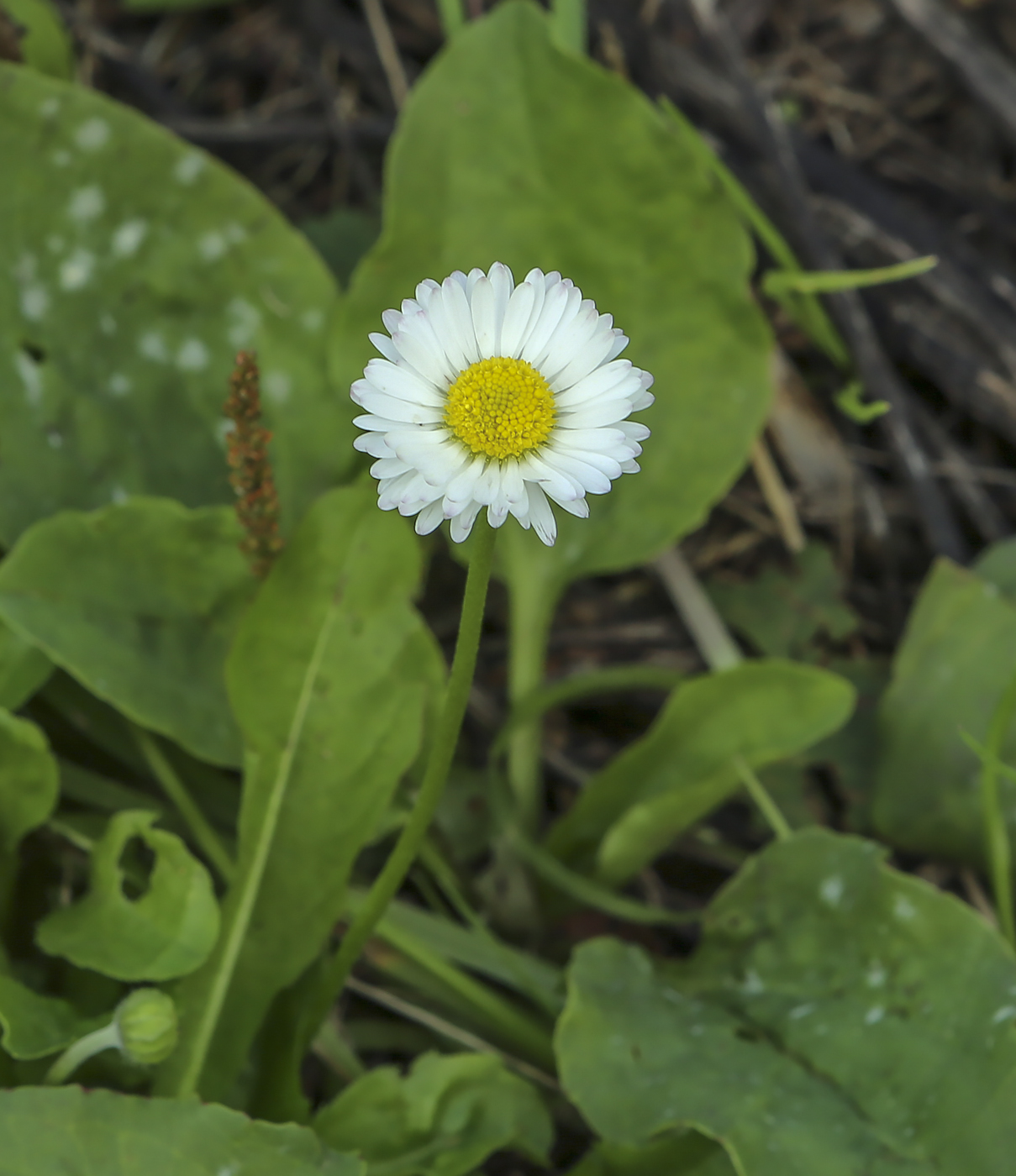 Image of Bellis perennis specimen.