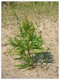 Rumex maritimus