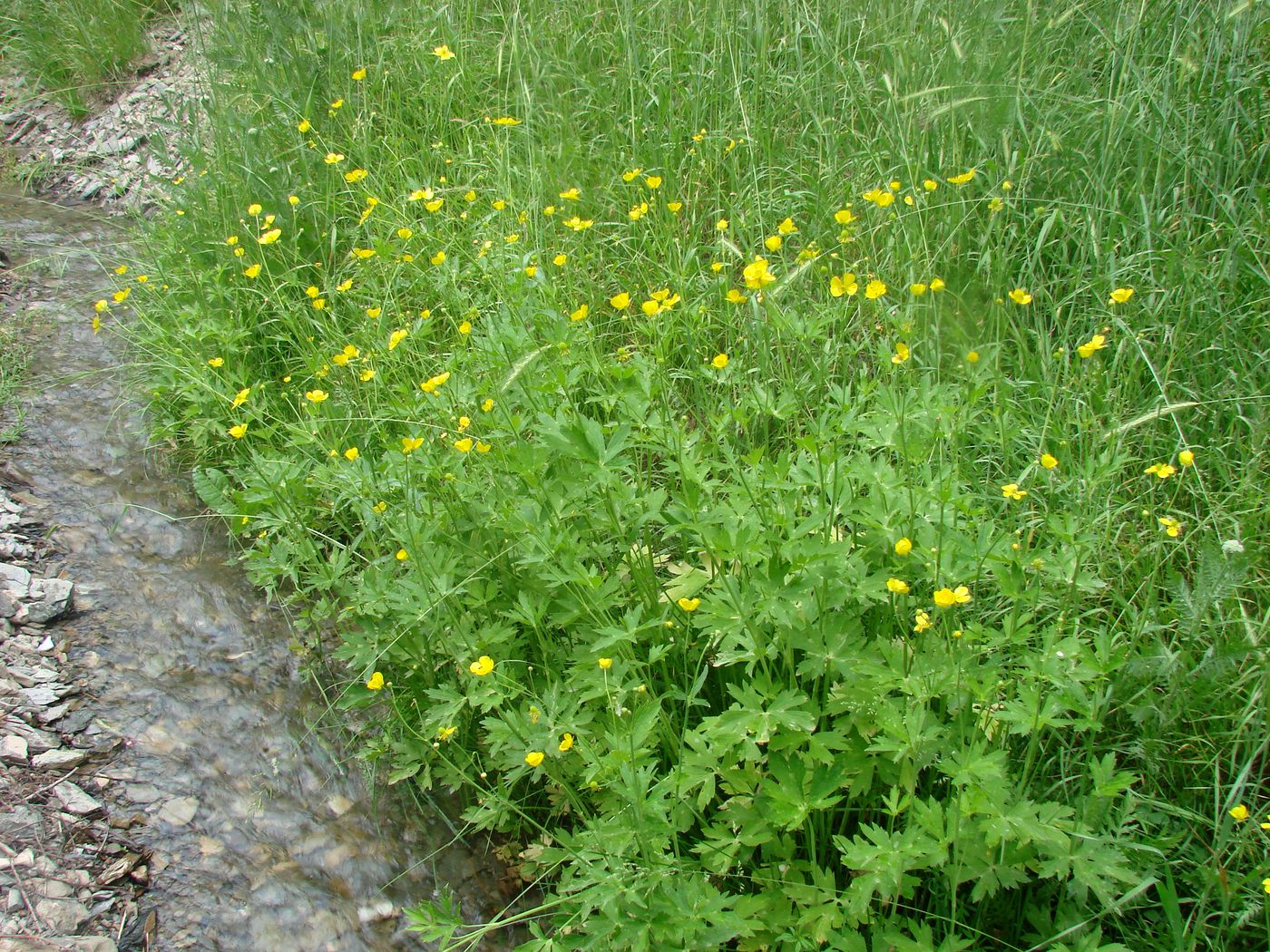 Изображение особи Ranunculus brevirostris.