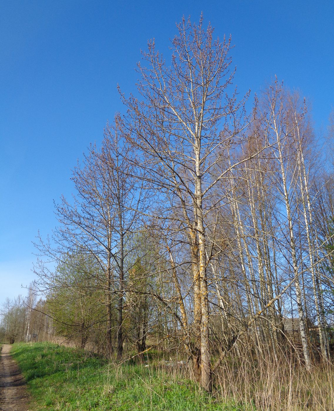 Image of Populus longifolia specimen.