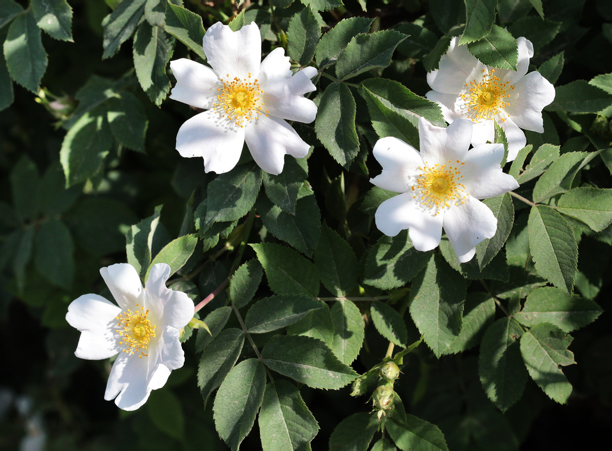 Image of Rosa balsamica specimen.