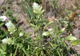 Melampyrum argyrocomum