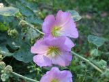 Alcea litwinowii