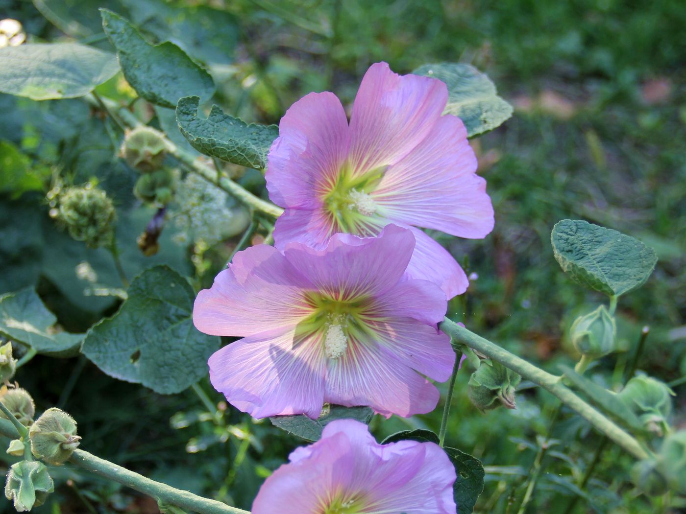 Изображение особи Alcea litwinowii.