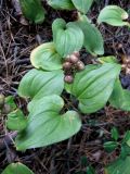 Maianthemum bifolium. Плодоносящее растение в сосновом лесу (плоды незрелые). Украина, Волынская обл., Ратновский р-н, северо-восточнее с. Залухов, возле оз. Святое. 3 августа 2010 г.