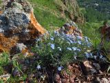 Eritrichium jenisseense