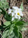 Argusia sibirica