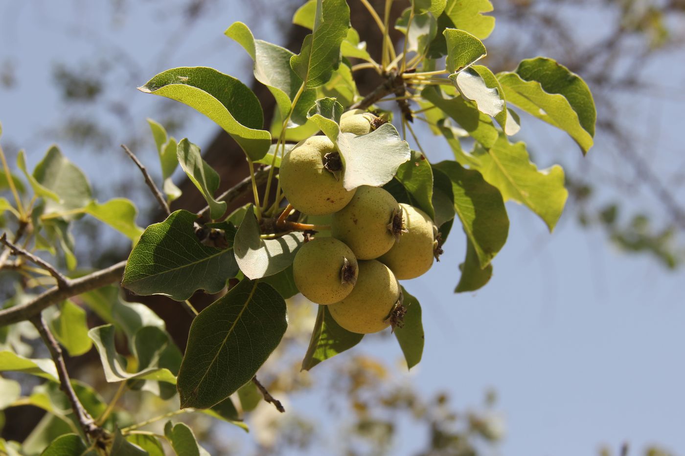 Изображение особи Pyrus communis.