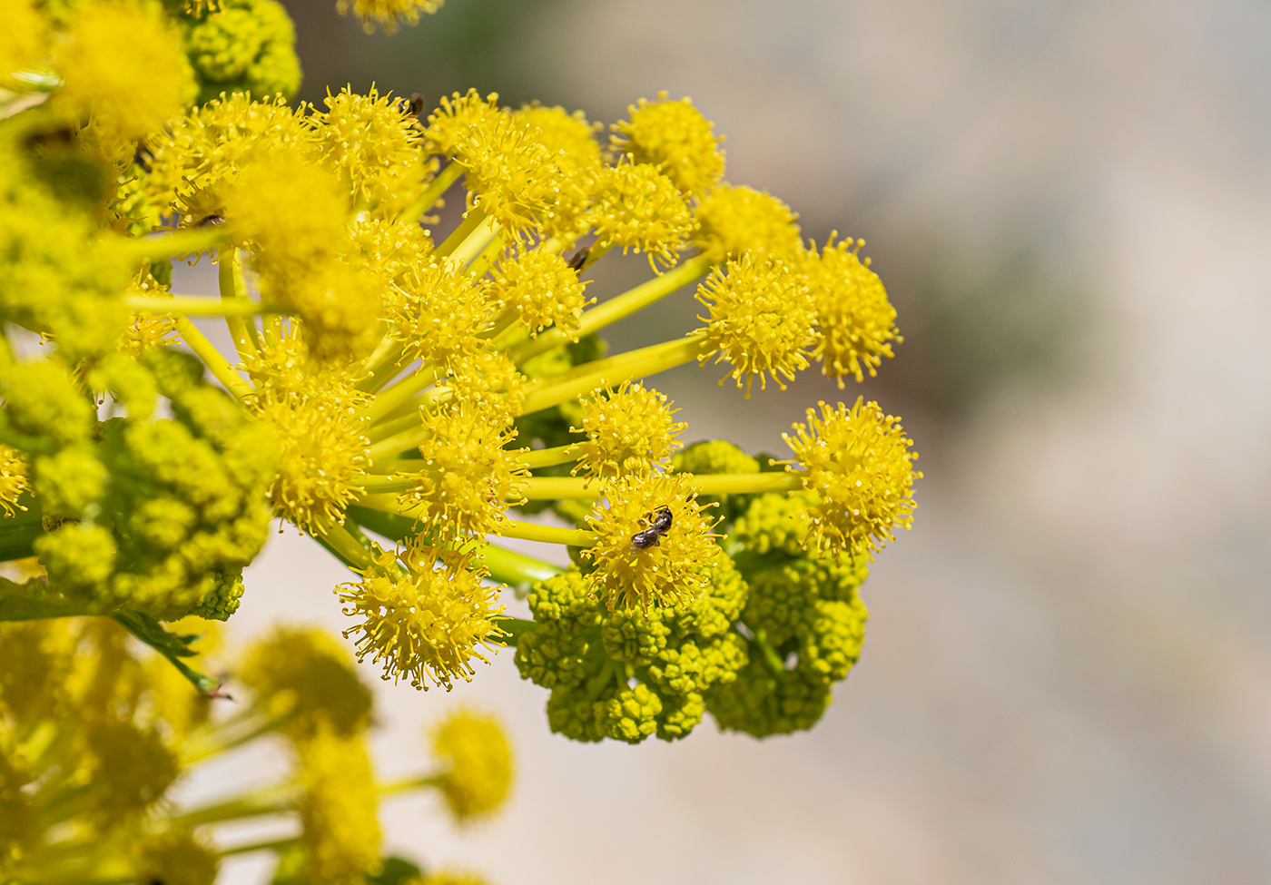 Изображение особи Ferula kuhistanica.