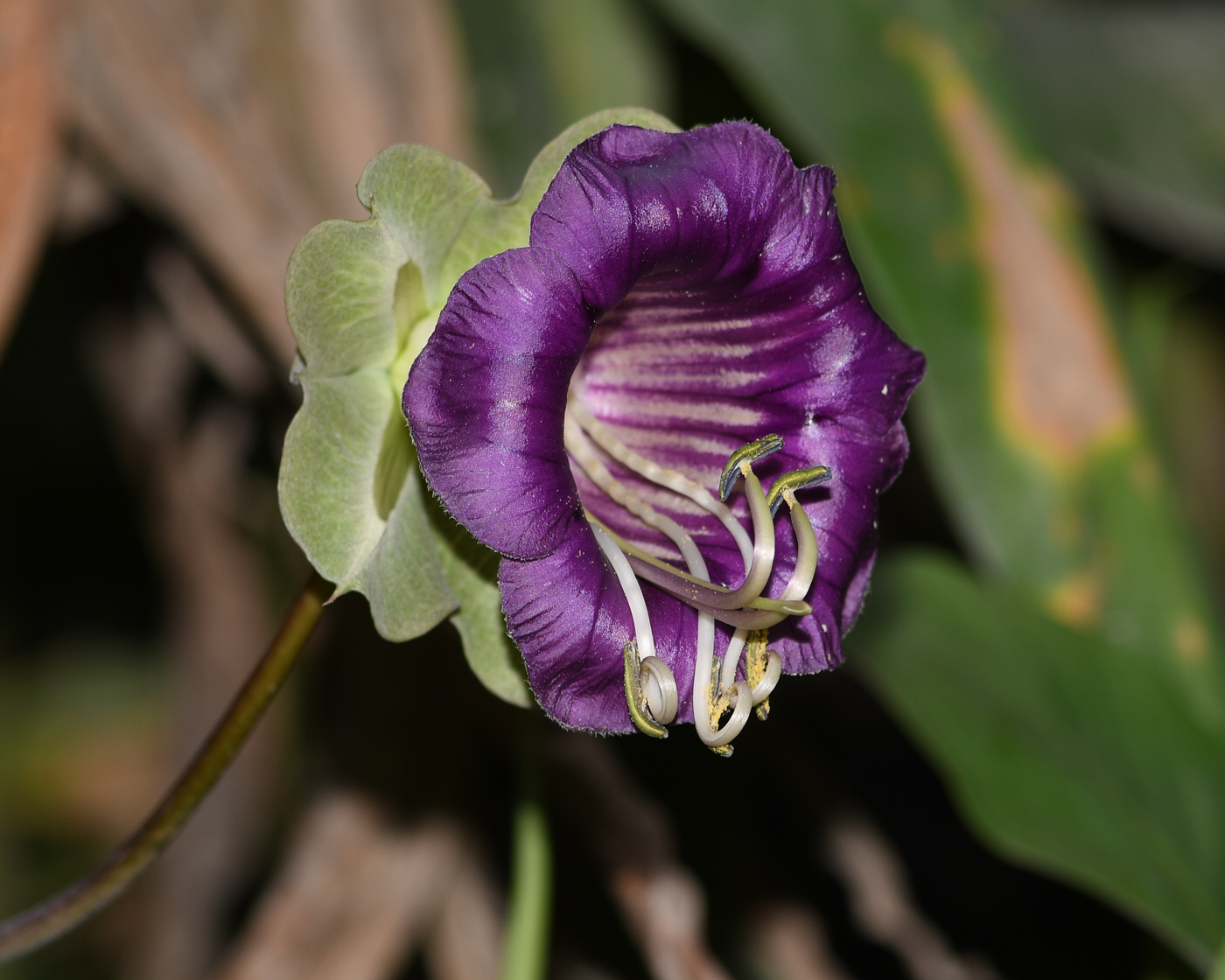 Image of Cobaea scandens specimen.