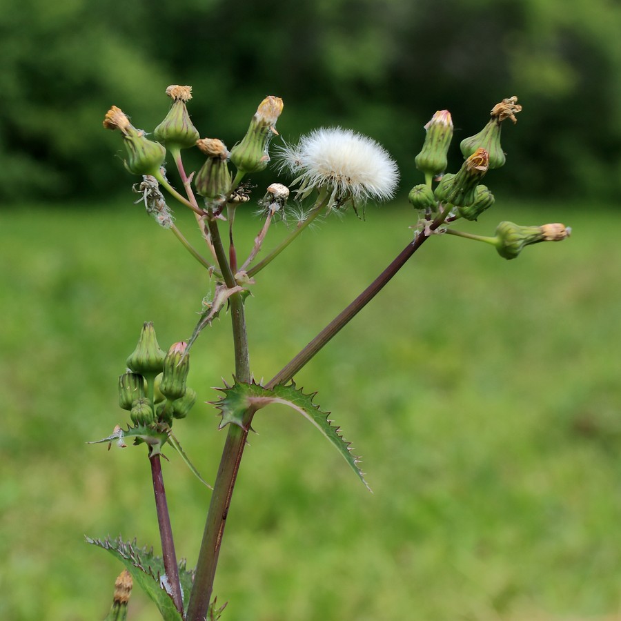 Image of Sonchus asper specimen.